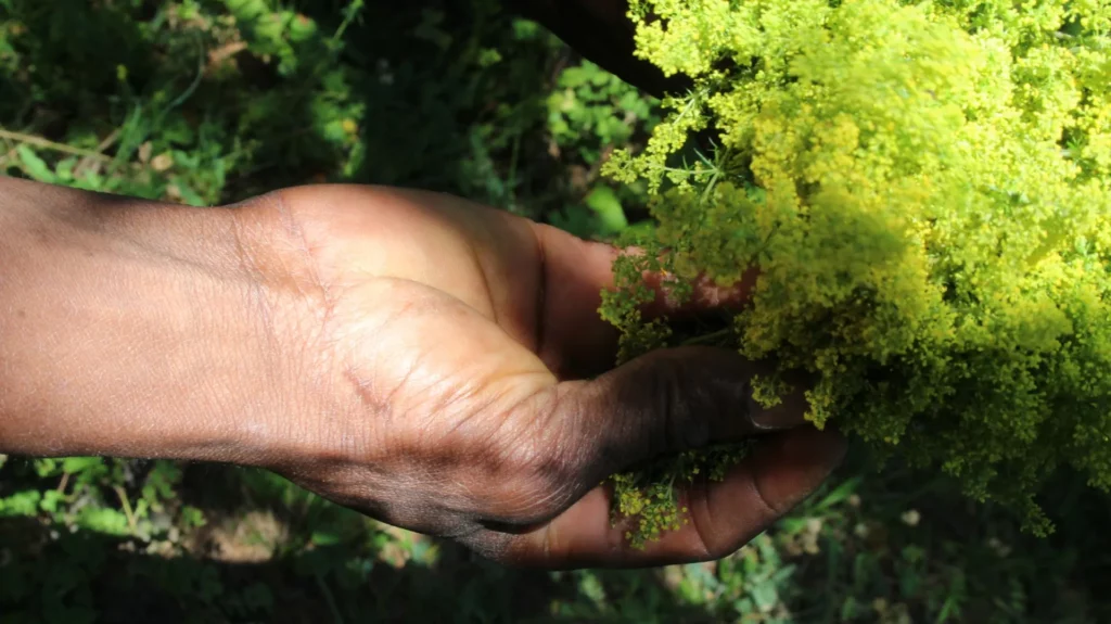 Cueillette de plantes aromatiques et médicinales©2020_EKO!